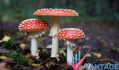 Top Companies in Mushroom Market | Major Players Past and Future data, Market size and share by Vantage market research