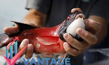 Top Companies in Tuna Fish Market | Leading Players in Industry Size, Share, Market cap | Vantage Market Research