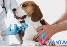 Top Companies in Animal Healthcare Market | Industry Top Players CEVA, Elanco, Zoetis, etc. | Comprehensive Research Report by Vantage Market Research