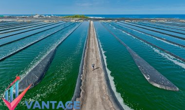 Top Companies in Algae Market | Key Players Growth Analysis, Statistics, Future Scope, Market Demand | Vantage Market Research