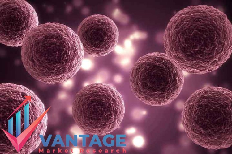 Top Companies in 3D Cell Culture Market | Top Key Players Market Full Research Report | Company Size & Share, Market Insights, Growth Analysis