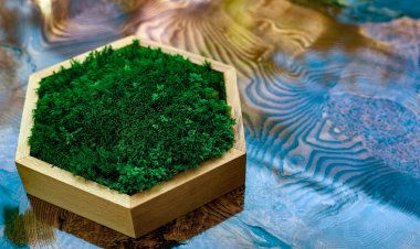 Top Companies in Commercial Seaweed Market by Size, Share, Historical and Future Data & CAGR | Report by Vantage Market Research