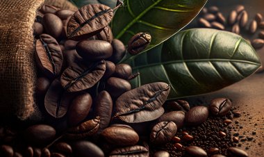 Top Companies in Organic Coffee Market by Size, Share, Historical and Future Data & CAGR | Report by Vantage Market Research