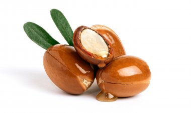 Top Companies in Argan Oil Market by Size, Share, Historical and Future Data & CAGR | Report by Vantage Market Research