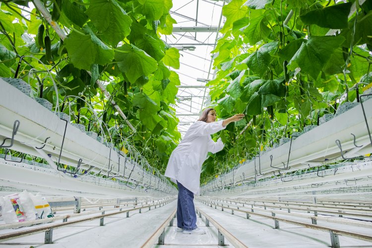 Top Companies in Vertical Farming Market by Size, Share, Historical and Future Data & CAGR | Report by Vantage Market Research
