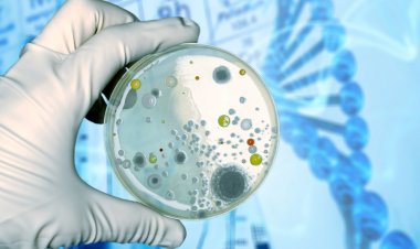 Top Companies in Immunohistochemistry Market by Size, Share, Historical and Future Data & CAGR | Report by Vantage Market Research