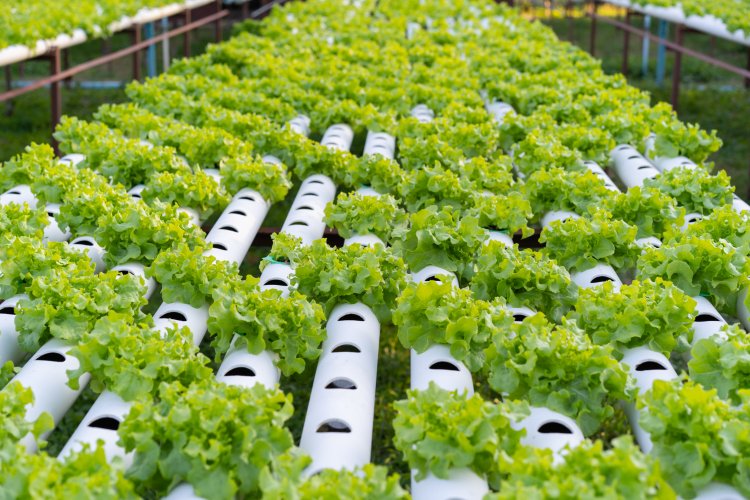 Global Hydroponics Market Size to Reach $58.3 Billion at a CAGR of 7.5% by 2030