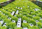 El tamaño del mercado mundial de hidroponía alcanzará los 58.300 millones de dólares a una tasa de crecimiento anual compuesta (CAGR) del 7,5 % en 2030