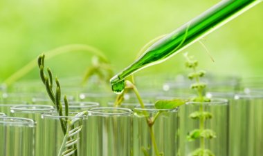 Der weltweite Markt für PCR (Polymerase-Kettenreaktion) im Agrar- und Lebensmittelbereich wird bis 2030 ein Volumen von 3,03 Milliarden US-Dollar erreichen und eine durchschnittliche jährliche Wachstumsrate von 11,7 % aufweisen.