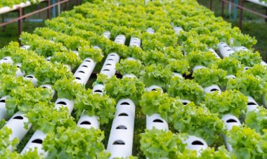 Der globale Hydroponik-Markt wird bis 2030 ein Volumen von 58,3 Milliarden US-Dollar erreichen und eine durchschnittliche jährliche Wachstumsrate von 7,5 % aufweisen