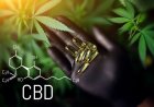 El tamaño del mercado mundial de nutracéuticos con CBD alcanzará los 28 200 millones de dólares a una tasa compuesta anual del 18,9 % en 2030