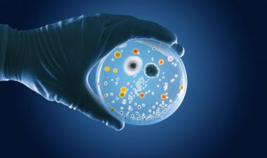 Le marché mondial de la thérapie par cellules souches devrait atteindre 831,9 millions de dollars à un TCAC de 17,2 % d'ici 2030