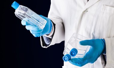 Recombinant Cell Culture Supplement Market 2024: Analysis by Current Insights, Future Dynamics and Innovative Strategies by 2032