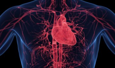 Hypertrophic Cardiomyopathy (HCM) Treatment: Emerging Therapies and Market Trends in 2025