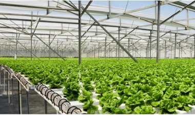 Hydroponics Market Size 2023-2030: Growth, Trends, and Forecast Analysis