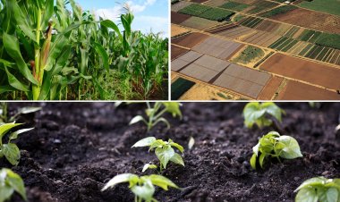 Global Agricultural Microbials Market 2023-2030: Growth, Trends, and Key Insights