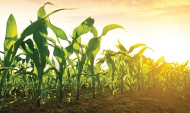 Biorationals Market Growth: Analyzing the Projected Reach of USD 1.7 Billion by 2030