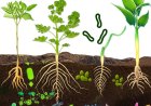 Biofertilizers Market Analysis 2025: Growth, Trends, and Future Opportunities