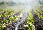 Micro Irrigation Systems Market: Trends, Types, Regional Insights & Future Innovations (2025-2035)