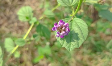 The Role of Consumer Demand in the Growth of the Bakuchiol Market