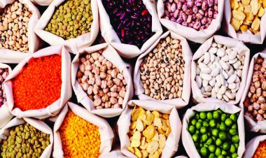 Global Seed Market Growth, Trends, and Future Outlook 2025–2035