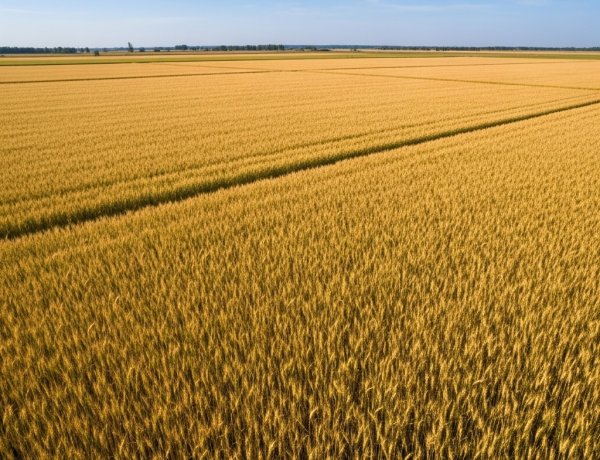 中国は夏小麦の豊作に向けて順調に進み、食料安全保障を強化